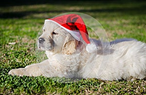 Friendly golden retriever puppy with Santa hat on green background