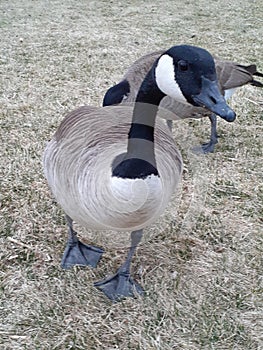 Friendly Goose Holliday Park, Cheyenne, Wy photo