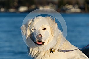 Friendly Great Pyrenees dog on the beach at Birch Bay on a sunny day, Washington State