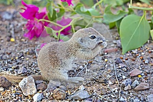 Friendly ground squirrel nibbles in front of red bougainvillea