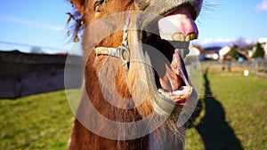 Friendly happy pony smiling and shows it teeth in the summer