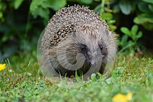 Hedgehog in a British garden close up photo