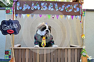 A friendly hillbilly English Bulldog in the free lick stall `Lambeijos`