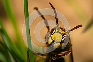 Friendly hornet