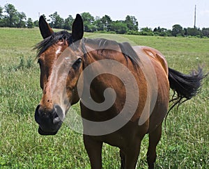 Friendly Horse