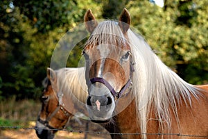 The friendly horse turns her head