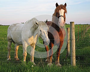 Amichevole cavalli 