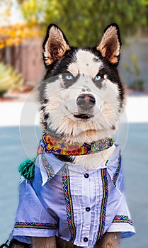 Friendly huski dog with blue eyes