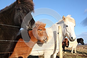 Friendly Icelandic horses and pony