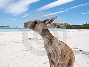 Friendly Kangaroo at the beach, Lucky Bay Cape Le Grand National Park