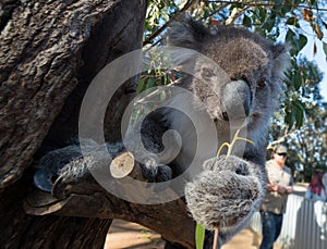 Friendly koala