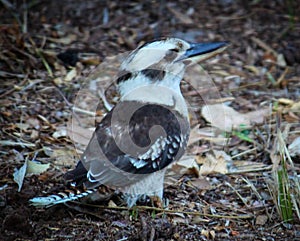 Friendly Kookaburra, rear view, horizontal