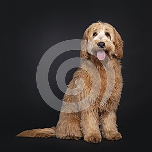 Friendly Labradoodle / Cobberdog on black background