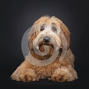 Friendly Labradoodle / Cobberdog on black background