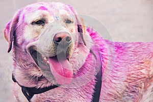 Friendly Labrador.