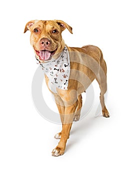 Friendly Labrador Terrier Crossbreed Wearing Bandana