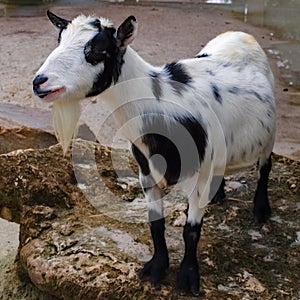 Friendly Little Photogenic Goat