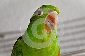 Friendly look of the bird Pionus maximiliani photo