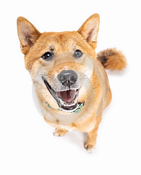 Friendly looking funny dog Shiba Inu happy smiling on white background.