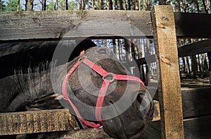 A friendly loooking horse.