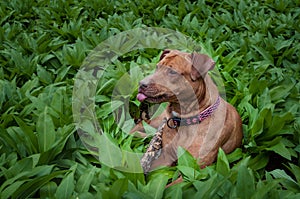 A friendly loyal and protective Red nose Pitbull lying in the grass.