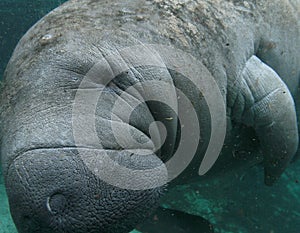 Friendly Manatee