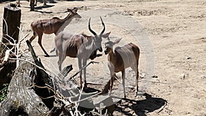 Friendly moment of two four-legged South African oryx animals chewing grass. Oryx gazella standing next to each other. African ani