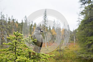 Friendly northern bird, Siberian jay, Perisoreus infaustus, sitting on a branch of spruce during autumn foliage