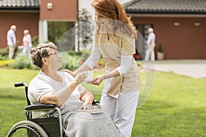 Friendly nurse giving tea to disabled senior woman in the wheelchair in the garden