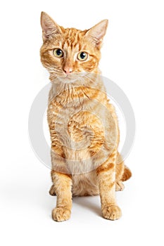 Friendly Orange Cat Sitting Looking at Camera