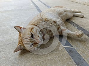 Friendly orange tabby cat tired