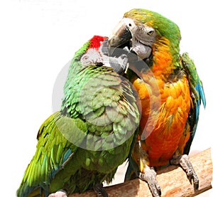 Friendly Parrots