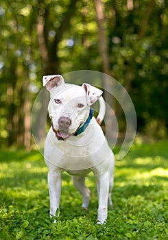 A friendly Pit Bull Terrier dog with heterochromia in its eyes