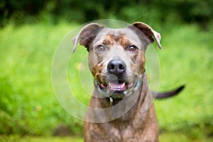 A friendly Pit Bull Terrier mixed breed dog looking intently at the camera