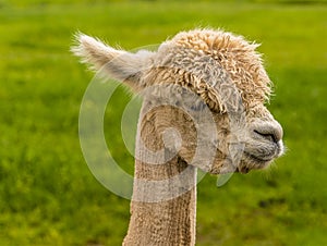 A friendly recently sheared Alpaca in Charnwood Forest