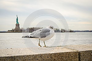 A Friendly Seagull Walking Enjoying the View with Lady Liberty Background. New York City, USA