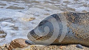 Friendly seal laying at Patitiri beach in Alonnisos island, Sporades, Greece