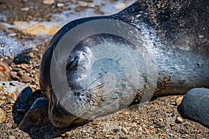 Friendly seal laying at Patitiri beach in Alonnisos island, Sporades, Greece