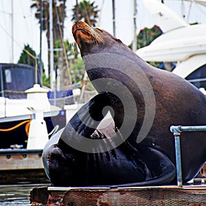 Friendly sealion