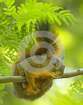 Friendly squirrel in the humid forest