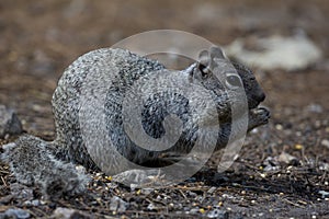 Friendly squirrel in Tucson, Arizona