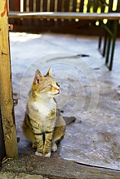 Friendly stray cat posing for picture