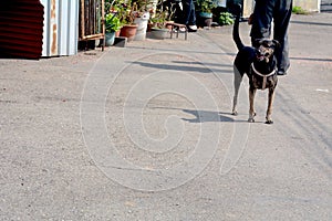 Friendly Stray dogs greet their human neighbors affectionately