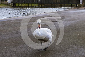 Friendly swan walking on the shore in Regent`s Park photo