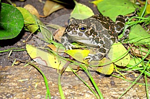 Friendly toad among the leaves