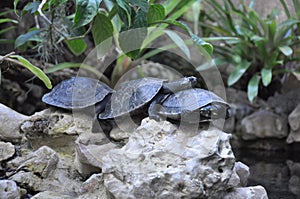 Friendly turtle family