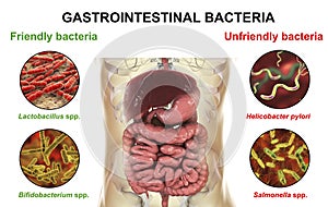 Friendly and unfriendly gastrointestinal bacteria