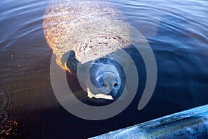 Friendly West Indian manatee Trichechus manatus