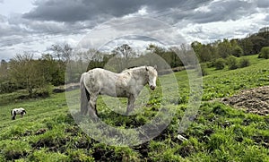 Friendly white horse, in a rural setting near, Fagley Road, Bradford, UK