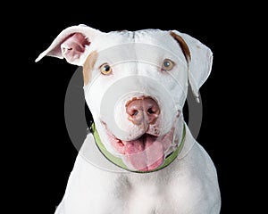 Friendly White Pit Bull Over Black